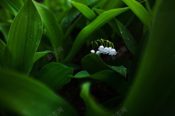 美丽绿色植物桌面背景