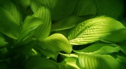 宽大绿色宽大叶子海报背景高清图片