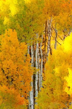 黄色秋天枫叶树林背景