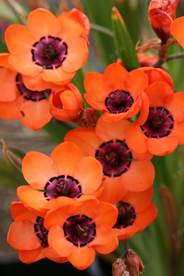 唯美橙红色花朵元素jpg设计背景_88icon https://88icon.com 元素 橙红色 花朵