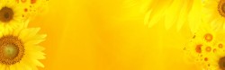 鲜花与星光图片绚丽金黄色向日葵海报背景高清图片