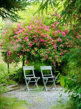 粉色花园两把座椅背景