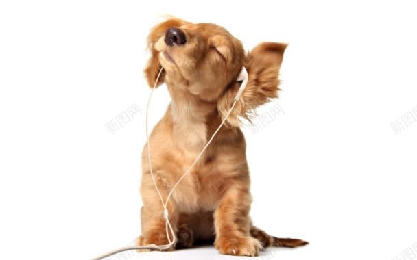 听音乐的可爱小狗壁纸背景