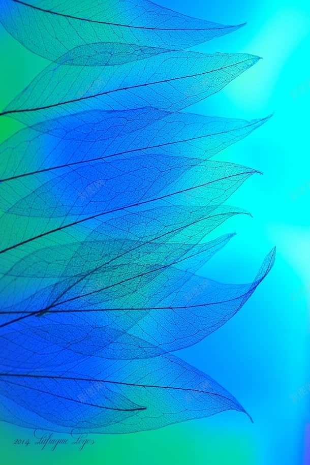 蓝色半透明树叶壁纸jpg设计背景_88icon https://88icon.com 壁纸 树叶 蓝色 透明