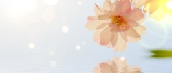 珍珠花朵梦幻背景花朵高清图片