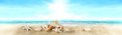 旅游用品阳光大海海星背景高清图片