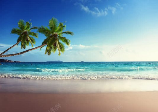 美丽海滩椰树风景背景