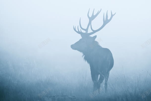 雾中的麋鹿海报背景jpg设计背景_88icon https://88icon.com 海报 背景 麋鹿
