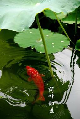 绿色荷叶中国节气背景