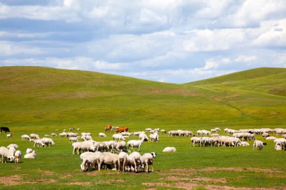 成片羊群牧羊青草背景