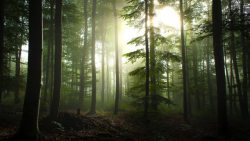迷雾环绕的丛林迷雾里的深山丛林高清图片