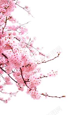 粉色花朵树枝电商海报背景