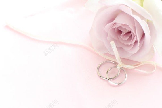 粉色玫瑰花朵戒指背景
