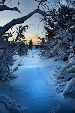 夕阳雪后树林壁纸背景