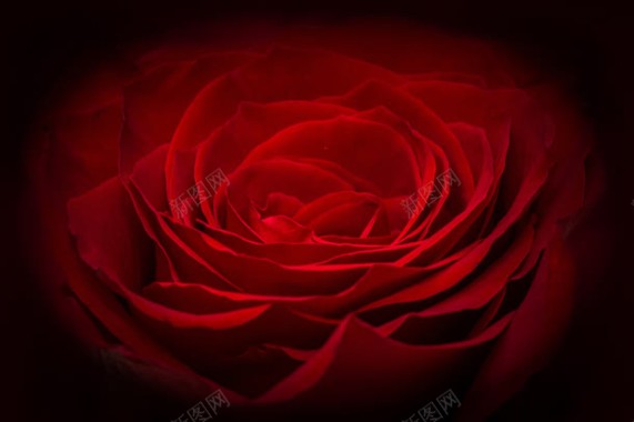 梦幻红色玫瑰花花瓣背景