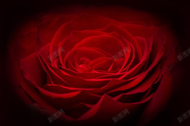 梦幻红色玫瑰花花瓣jpg设计背景_88icon https://88icon.com 梦幻 玫瑰花 红色 花瓣