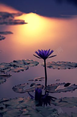 日落紫色荷花荷花池背景