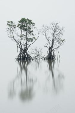 树枝水中对比生命希望背景