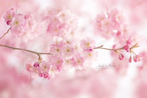 春季粉色盛开樱花海报背景背景