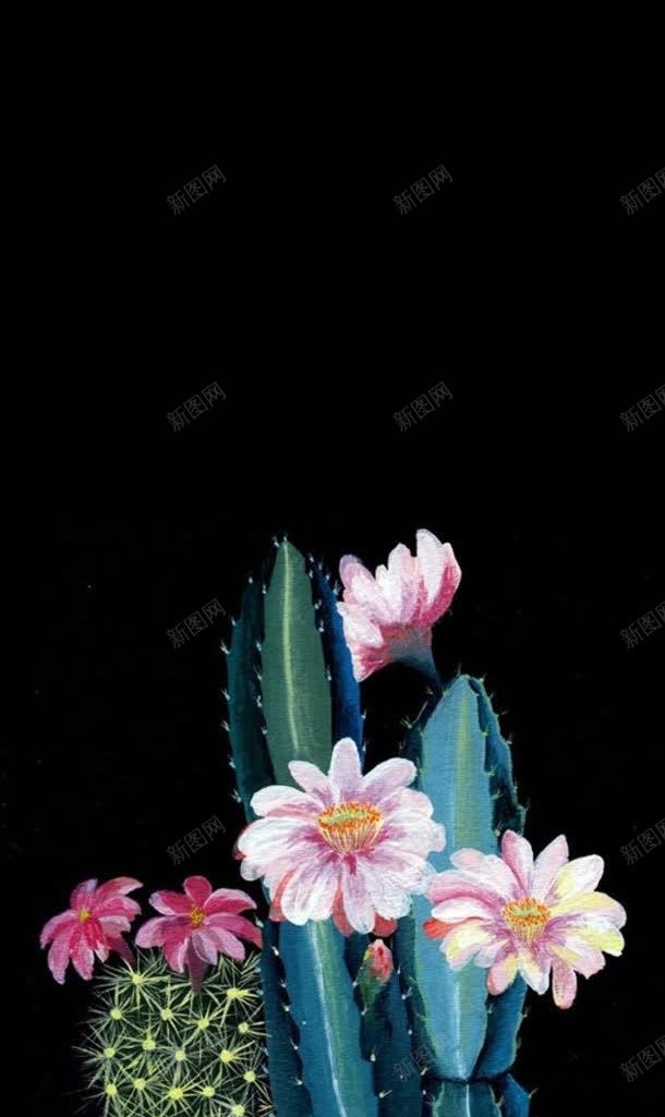 粉色仙人掌花朵花卉jpg设计背景_88icon https://88icon.com 仙人掌 粉色 花卉 花朵