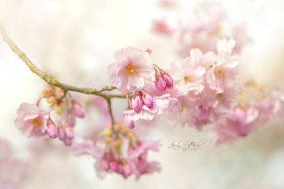 粉色梦幻桃花树枝背景