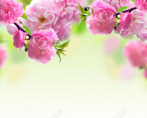 唯美粉色海棠花壁纸背景