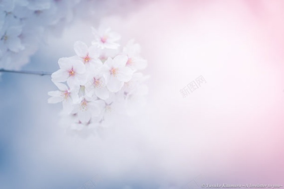 白色可爱小花花团背景