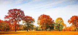 秋季美景秋季公园美丽的树下摄影高清图片