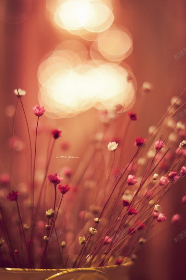 花卉摄影光斑小花jpg_88icon https://88icon.com 光斑 摄影 花卉