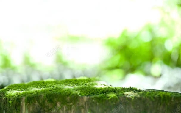 绿色苔藓石头海报背景背景