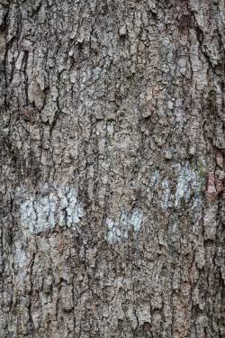 树木木纹树皮纹理背景高清图片
