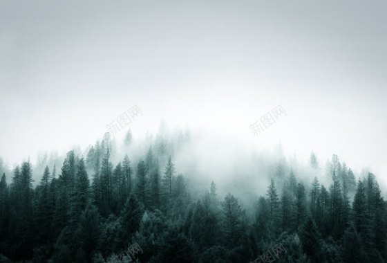 迷雾绿色森林壁纸背景