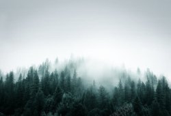 迷雾森林迷雾绿色森林壁纸高清图片