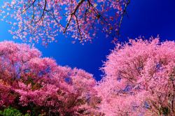 樱花花边素材美丽樱花风景高清图片