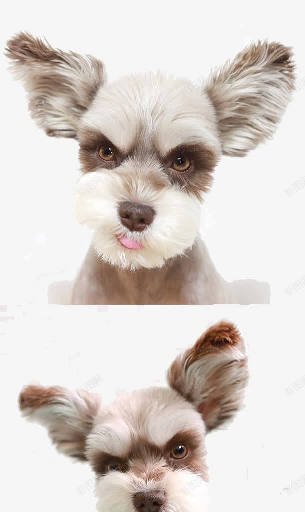 狗狗的表情包png免抠素材_88icon https://88icon.com 宠物 小型犬 狗 网红表情包 萌宠 表情包 雪拉瑞
