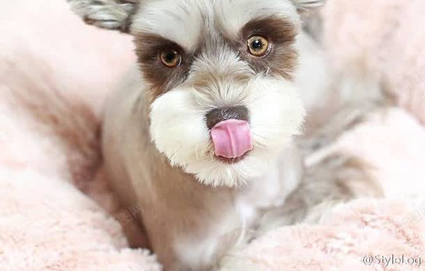 狗狗的表情包png免抠素材_88icon https://88icon.com 宠物 小型犬 狗 网红表情包 萌宠 表情包 雪拉瑞