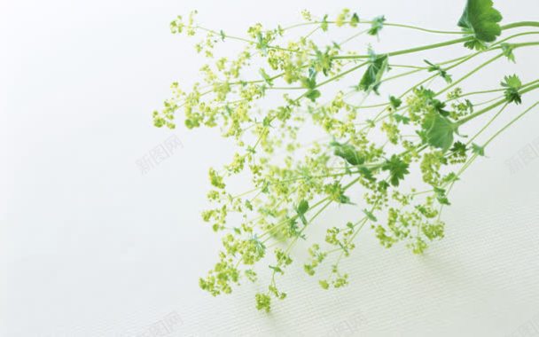 清新淡雅的花卉桌面背景