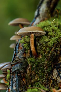 森系蘑菇海报制作背景