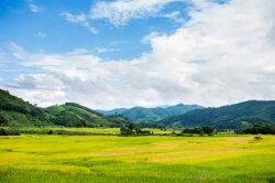 黄色立秋稻田banner黄色稻田山峦蓝天白云高清图片