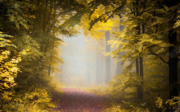 黄色树叶迷雾森林背景