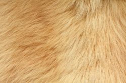 动物毛皮毛发纹理背景高清图片