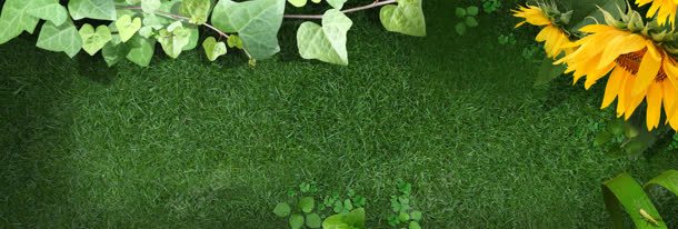 向日葵草地海报背景jpg设计背景_88icon https://88icon.com 叶子 向日葵 夏季海报 天猫 女包 树叶 淘宝海报 绿色背景 绿草地 藤蔓 蝴蝶