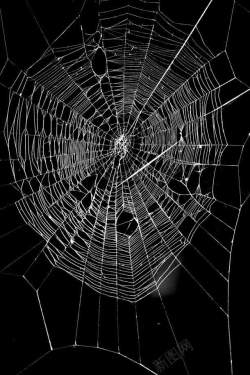 蛛丝黑色背景白色蜘蛛网高清图片