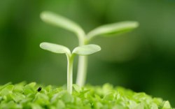 萌芽春天萌芽生长微距摄影高清图片