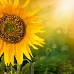 梦幻阳光光斑背景图片向日葵与阳光背景高清图片