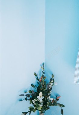 蓝色墙角的花束海报背景背景