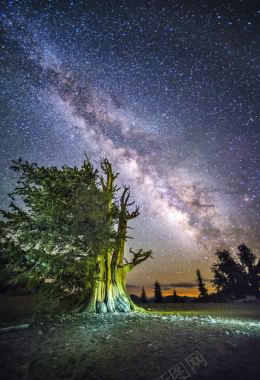 繁星夜空宇宙树木背景