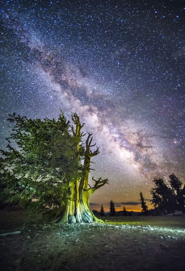 繁星夜空宇宙树木jpg设计背景_88icon https://88icon.com 夜空 宇宙 树木 繁星