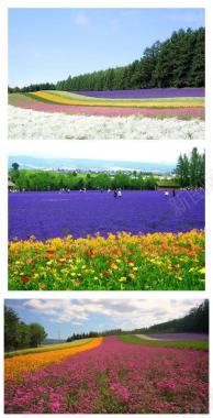 北海道夏季花海唯美背景