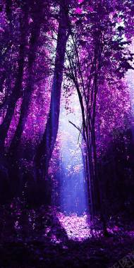 唯美紫色森林树木背景